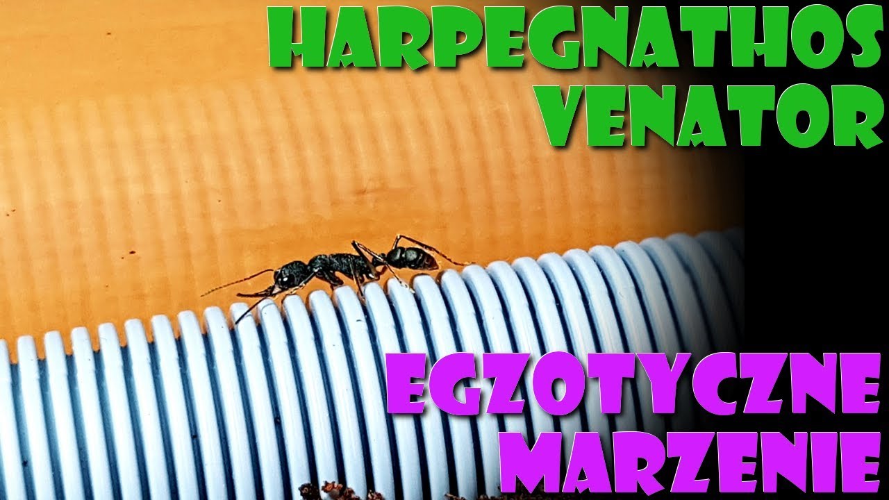[Mrówki/Egzotyki] Harpegnathos venator- kosmiczne mrówki