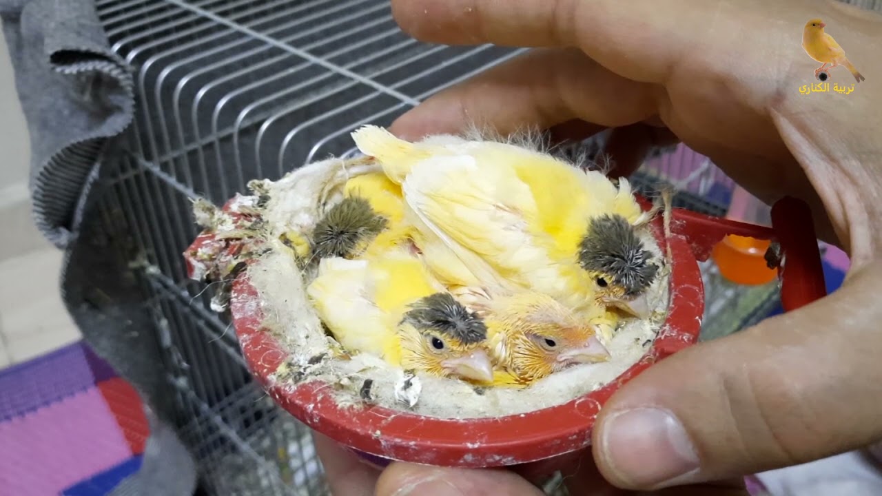 افضل طريقة لتغيير عش فراخ الكناري لتفادي القمل والفاش وماهو الموعد المناسب