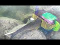 HAMSTER CAGE FISH TRAP Catches BIG FISH! DIY Fishing
