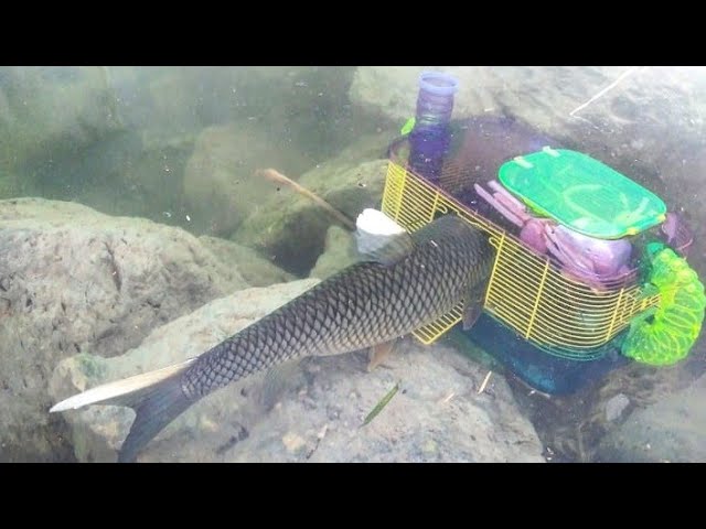 DIY cheap Fish Trap ( that works !! ) 