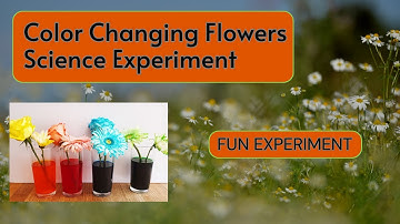 Color Changing Flowers Science Experiment| Flower experiment | Fun Experiment