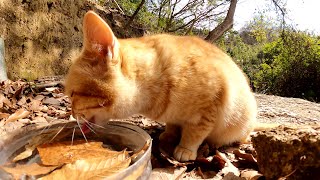 茶トラ猫が水をタップリ飲んで、暖かい猫ハウスへ帰っていく