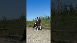 🤎Joey💥 Bretton Woods X Wolkentanz II - Gelding -1.83 - GP  - For Sale - DM Games@jeaninen95