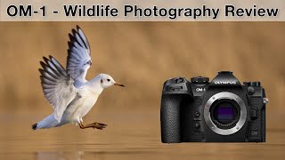 OM1 for wildlife photographers  My experiences (Review)