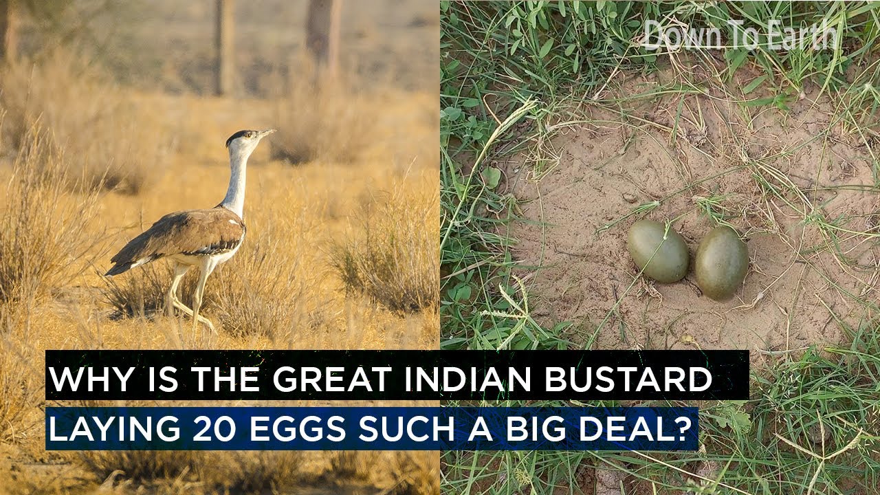 Great Indian bustard  Natural History, Conservation Status