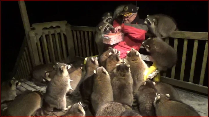 Unforgettable Encounter: Raccoon Invasion