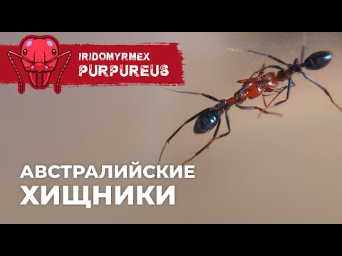 ХИЩНЫЕ МУРАВЬИ ИЗ АВСТРАЛИИ! | Meat ant | Iridomyrmex purpureus