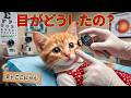 👀スマホ見すぎた結果…ここにゃんが学んだ大切なこと