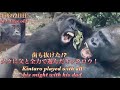 歯が抜けた⁉︎ 久々に父モモタロウと激しく全力で遊んだキンタロウ!⭐️ゴリラGorilla【京都市動物園】Kintaro played with all his might with his dad