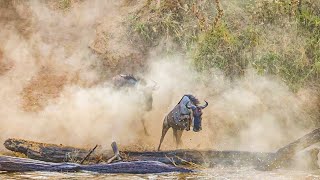 The Great Migration Season is here