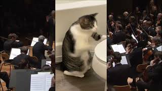 Cat Plays Bartok on A Toilet???!!