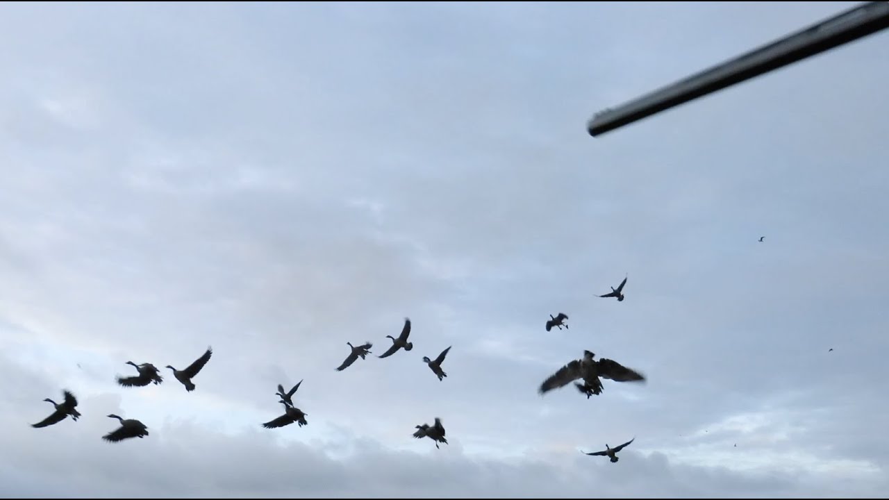 Pre Lockdown Goose Hunt 2020