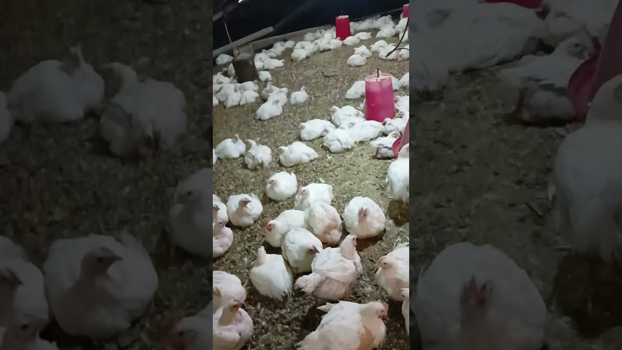 @تربية دجاج اللحم في الجزائر