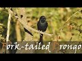 Forktailed drongo dicrurus adsimilis bird call  common bush sounds  stories of the kruger