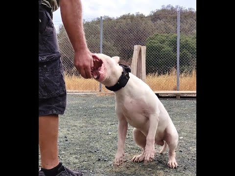 Video: 3 moduri uimitoare de a onora un terrier de bull care a trecut