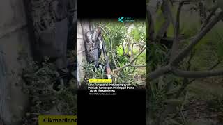 Laka Tunggal di Duduksampeyan Gresik, Pemuda Lamongan Meninggal Dunia Tabrak Tiang Internet