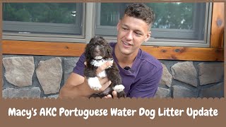 Macy's AKC Portuguese Water Dog Litter Update