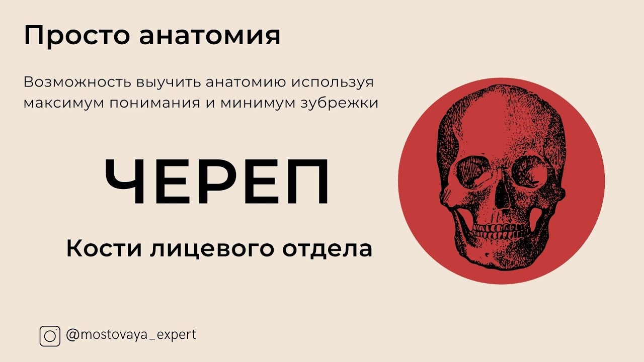 Кости лицевого отдела черепа