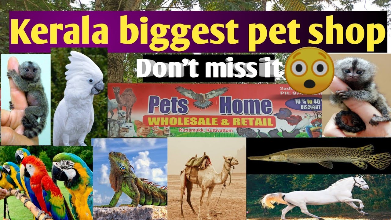 Kerala biggest pet shop Biggest pet's market Pet's home kollam