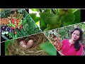 Lots Of Vegetables Fruits Harvesting | My Terrace Garden Harvesting |