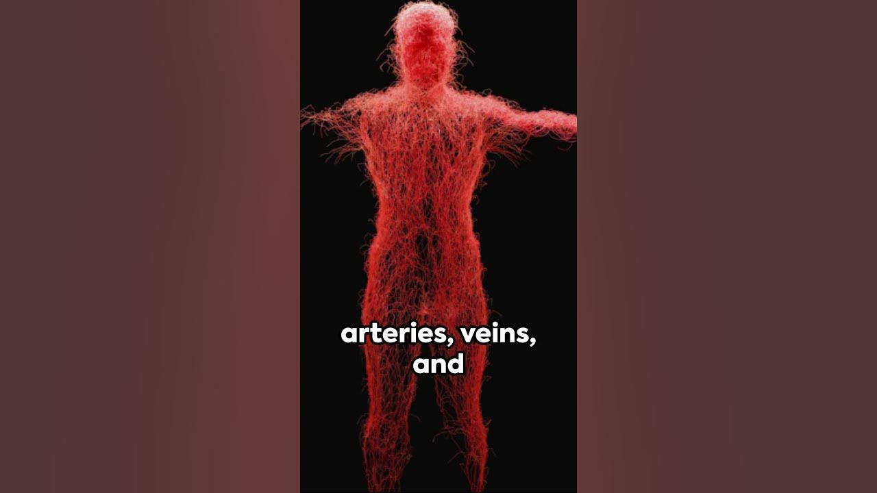 crazy-how-long-blood-vessels-are-amazing-body-bloodvessels