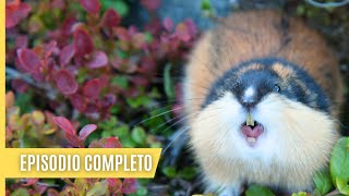 Lemmings, Zorros y la Fauna del Ártico  grabaciones de vídeo poco comunes | Episodio Completo