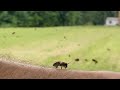 A Wild Bee Swarm Moves Into My Trap (Full Uncut Footage)