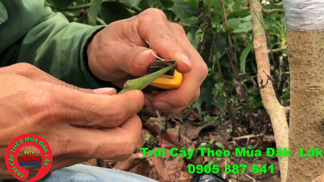 Cách Ghép Cải Tạo Bơ 034 , Tại Vườn Ở Đăk Lăk Mỡi Nhất