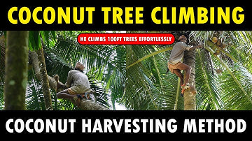 Coconut Tree Climbing and Coconut Harvesting | How to climb a Coconut Tree | Coconut Tree Climber
