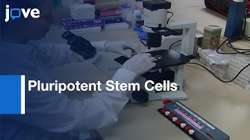 Hemogenic Endothelium and Blood Induction by Overexpression of TF | Protocol Preview