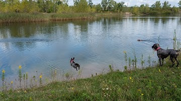 Grooming Your Wirehaired Pointing Griffon: Maintenance and Care