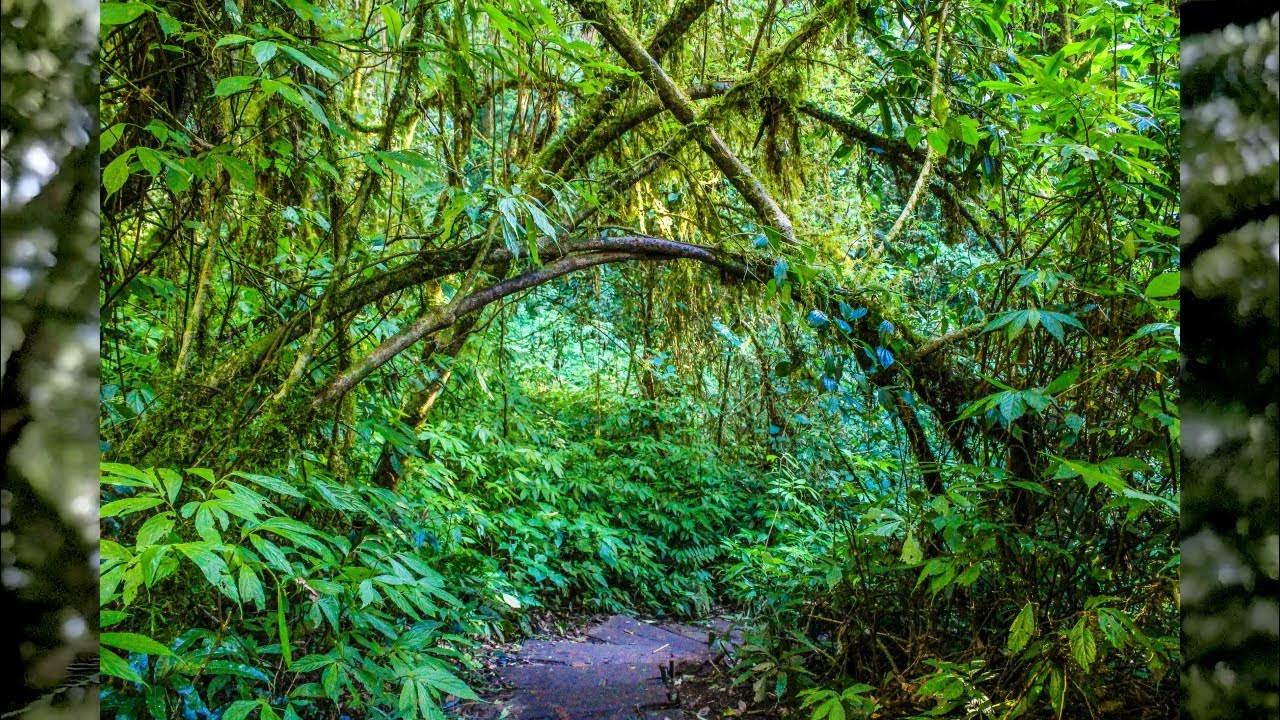 Тропические леса центральной африки. Тайга джунгли сельва. Тропические леса сельва. Джунгли деревья. Тропикал рейнфорест.