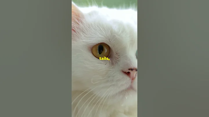 Video 9001201: cat turkish, cat talking, cat pets, rare cat, breed lovely