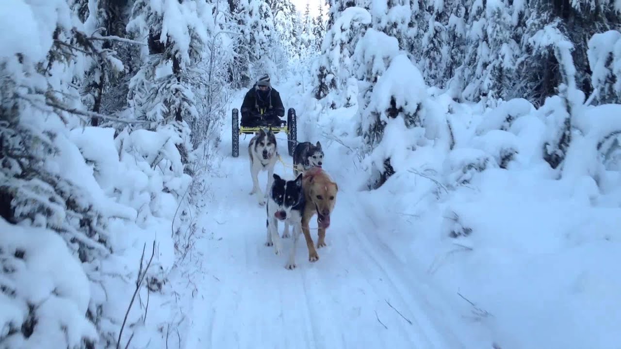 New Adaptive Dog Mushing Equipment YouTube