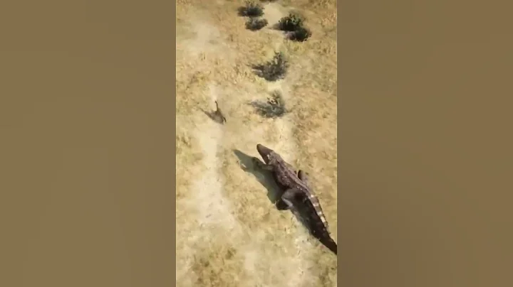 Watch the video about Tail Chasing 101