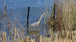 Grey Heron creeping up on Coot's nest