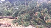 スギ花粉の飛散 Cedar Pollen Dispersal Shot On Red Epic High Speed Youtube スギ花粉の飛散 Cedar Pollen Dispersal Shot On Red Epic High Speed Youtube