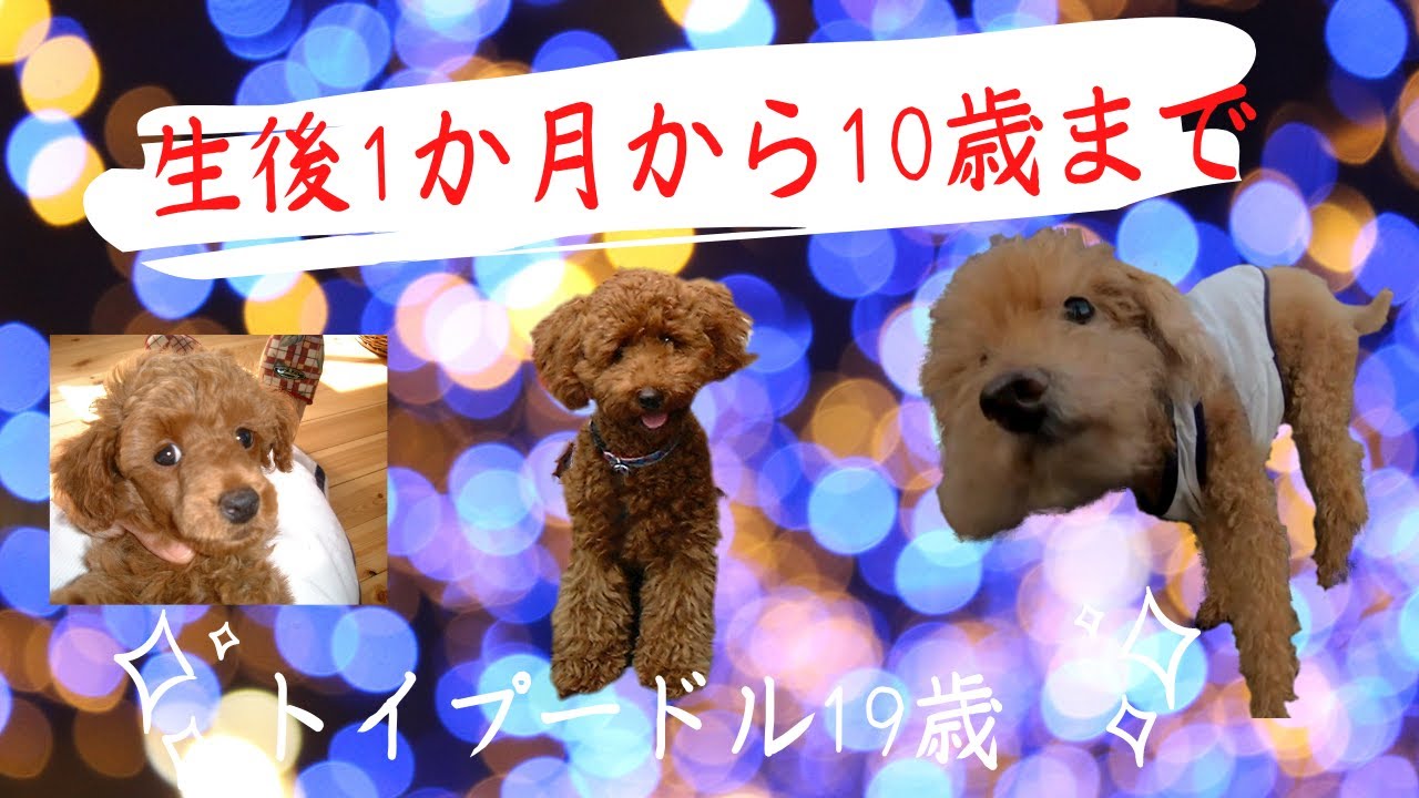 トイプードル19歳 生後1か月 10歳までを8分で振り返る Youtube トイプードル19歳 生後1か月 10歳までを8分で振り返る Youtube