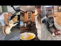 Dogs doing funny things  best of september 2023