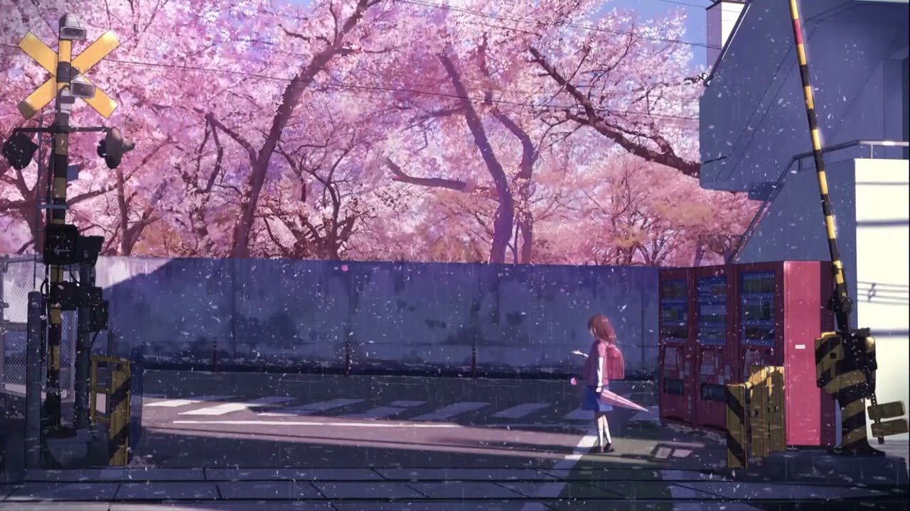 Sakura Rain | 
