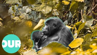The Doctors Treating Endangered Mountain Gorillas | Our World