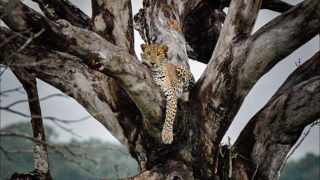 Leopard on the Tree with Rain | Willpattu National Park 🇱🇰 | විල්පත්තු ...