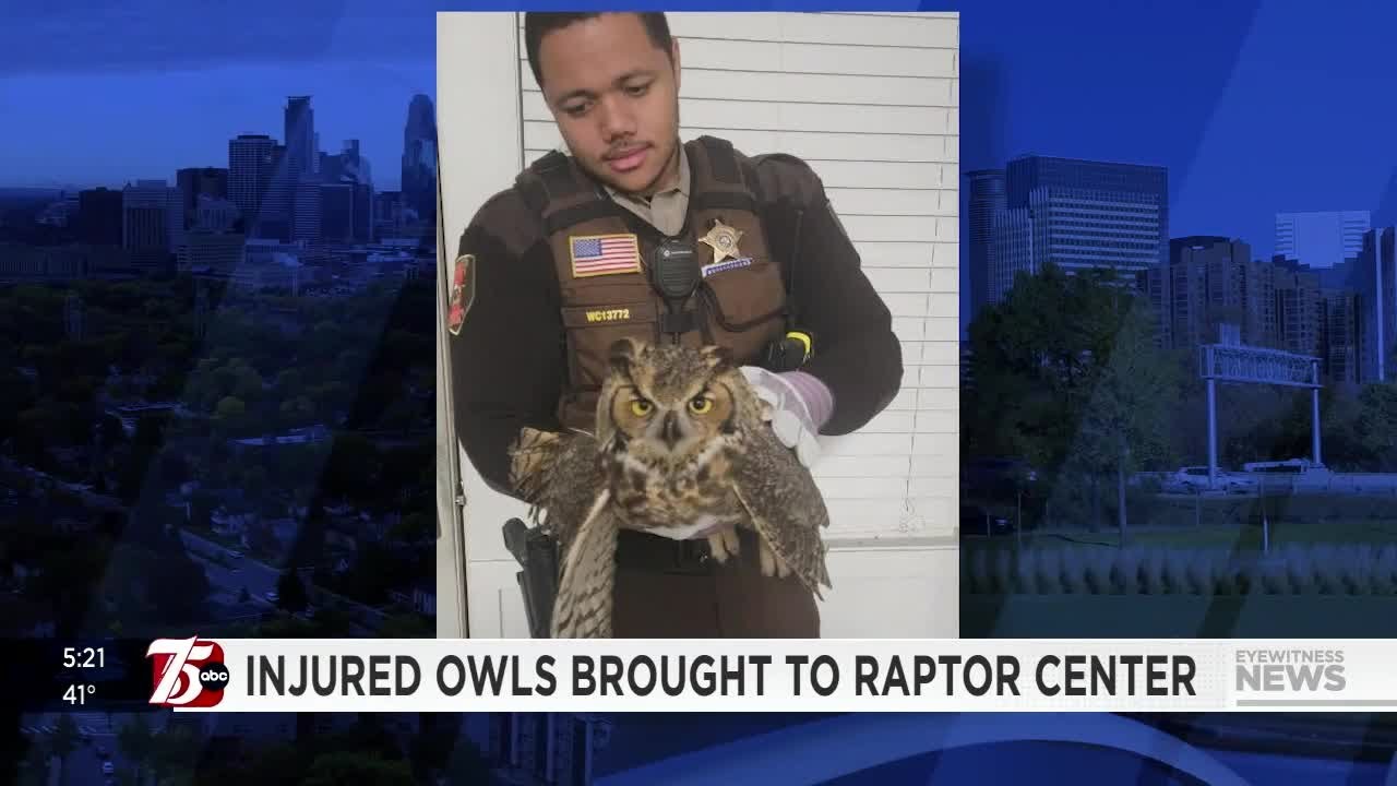 Two injured owls brought to Raptor Center in one week