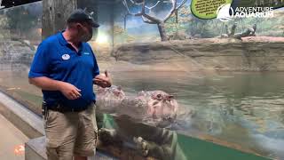 Did you know hippos sleep underwater?
Adventure Aquariums Assistant Curator Mark Hacker explains the sleeping habits of hippos. Did you know hippos sleep underwater?
