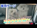 車用ケージ買ってドライブしてみた！【Maltese & Yorkshire terrier】