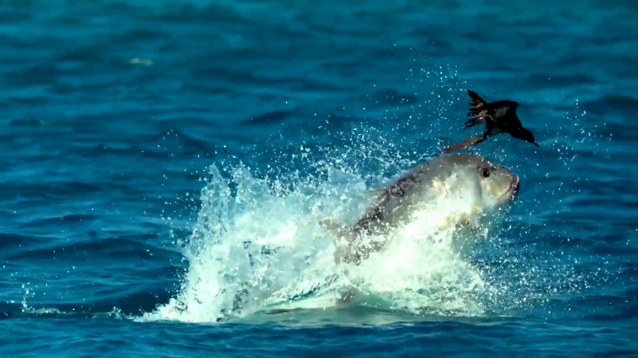 Incredible Hunting Skill