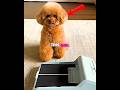 "Dog Finally Learns How to Get His Snack 😂🐶" #shorts