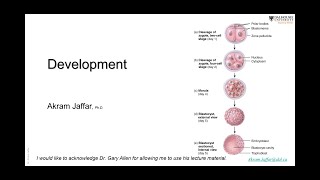 ANAT1010_33_Development