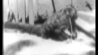 Thumbnail for Mysteries of the Jungle Hell (1947)