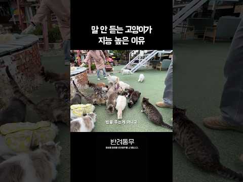도망가는 고양이가 지능 높은 이유